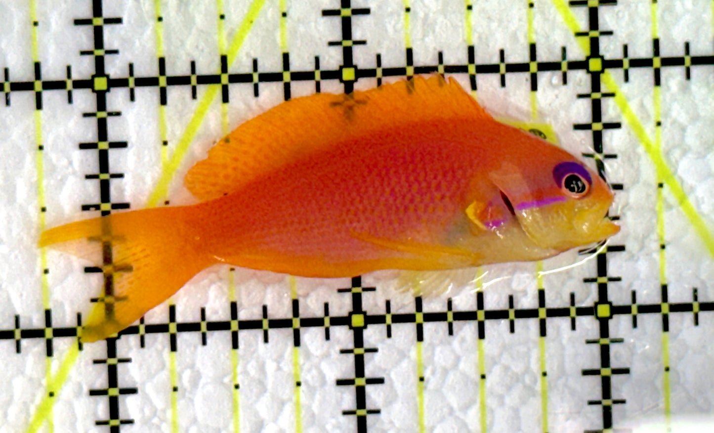 Female Lyretail Anthias (Maldives) FLA062202 WYSIWYG Size: M 2.25"