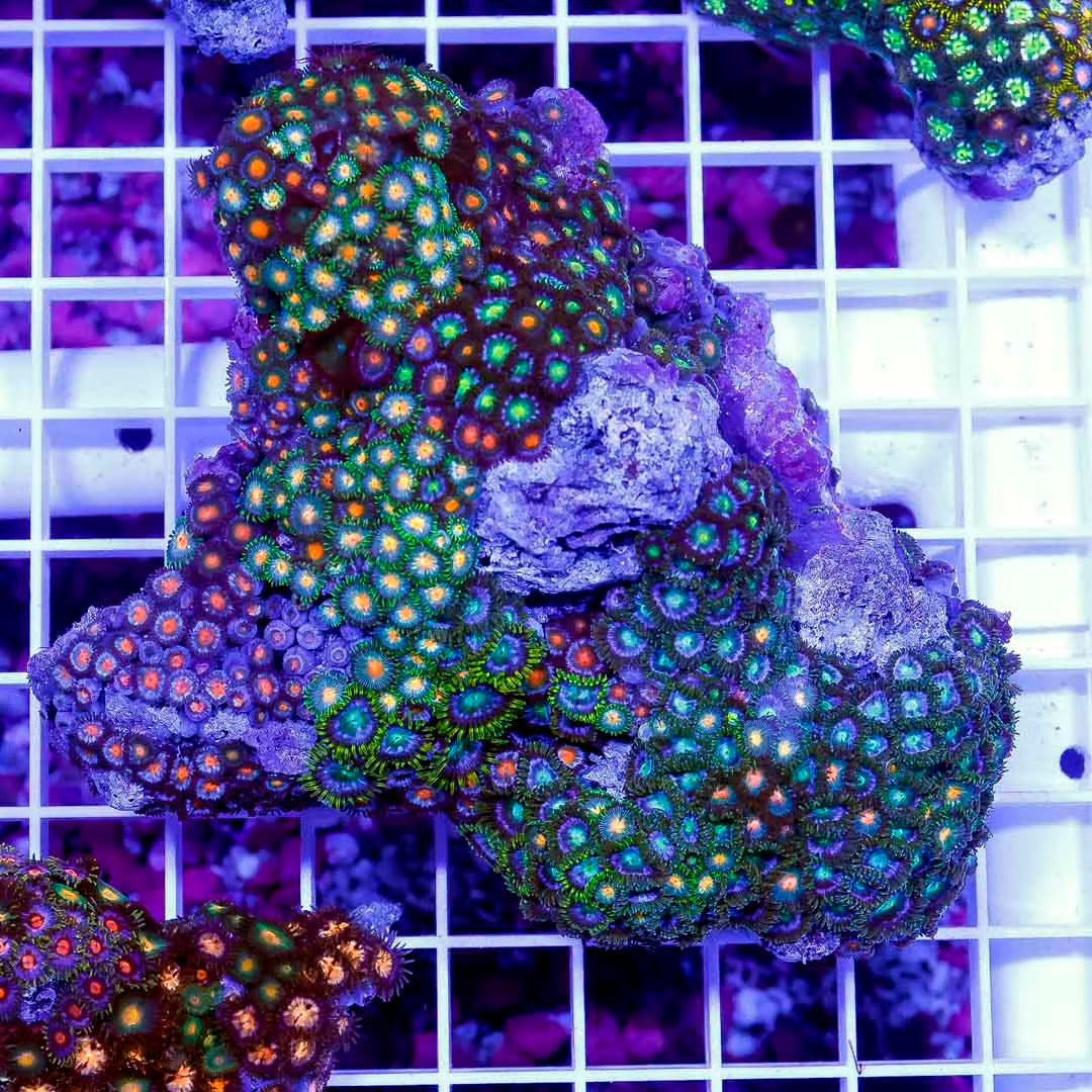Unique Indo Unique Zoa Mother Colony UIUMC071201 WYSIWYG