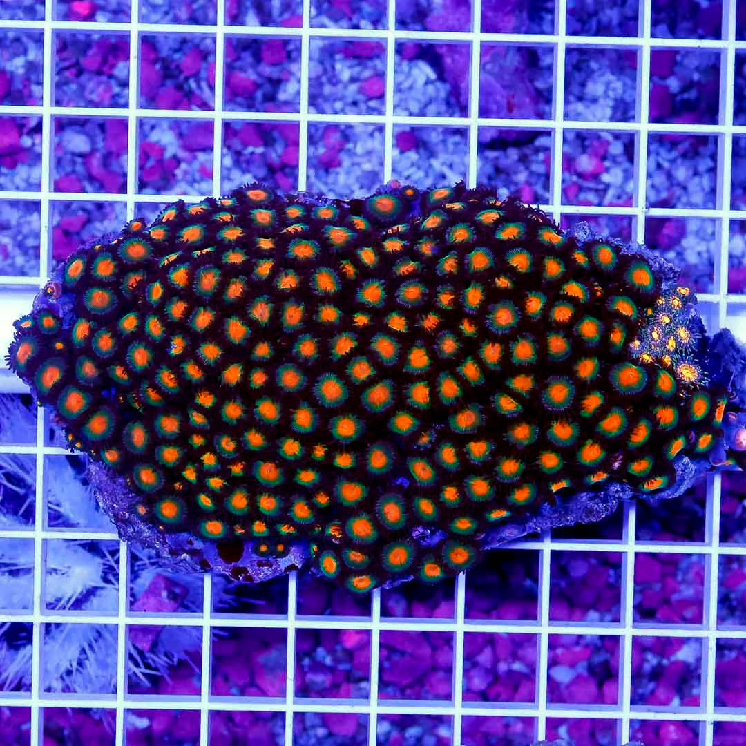 Unique Indo Zoa Mother Colony UIMC071201 WYSIWYG
