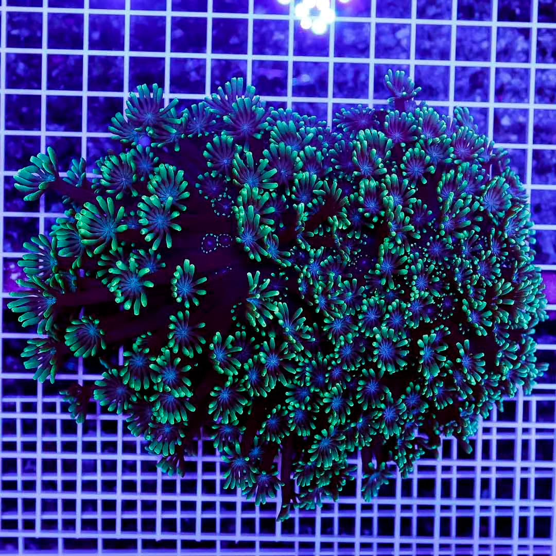 Met Aussie Alveopora Mother Colony MAAMC070901 WYSIWYG