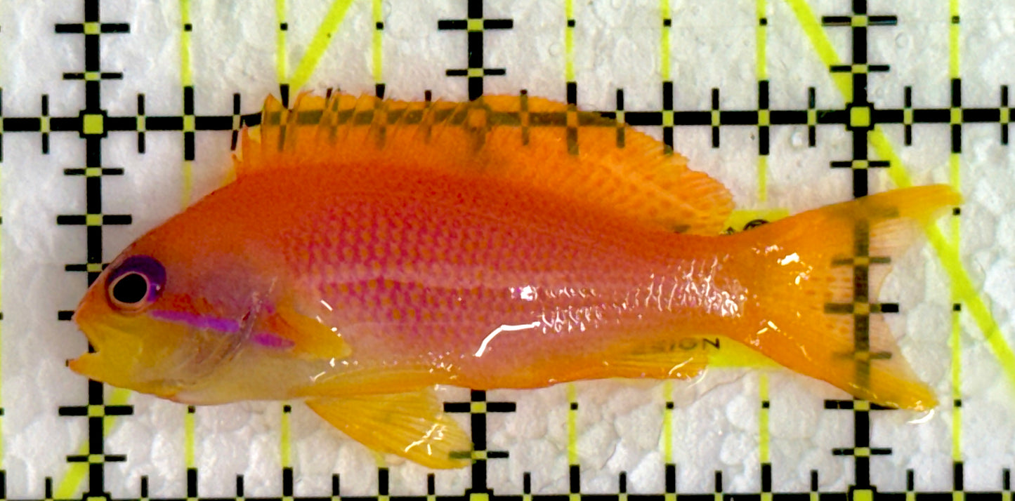 Female Lyretail Anthias (Maldives) FLA062202 WYSIWYG Size: M 2.25"