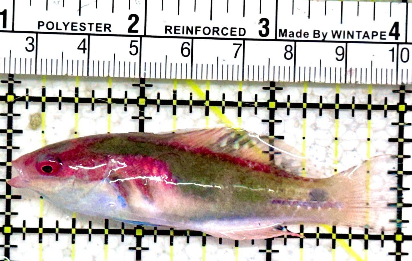 Exquisite Fairy Wrasse (Maldives Special Grade) EFW042501 WYSIWYG Size: M 3"