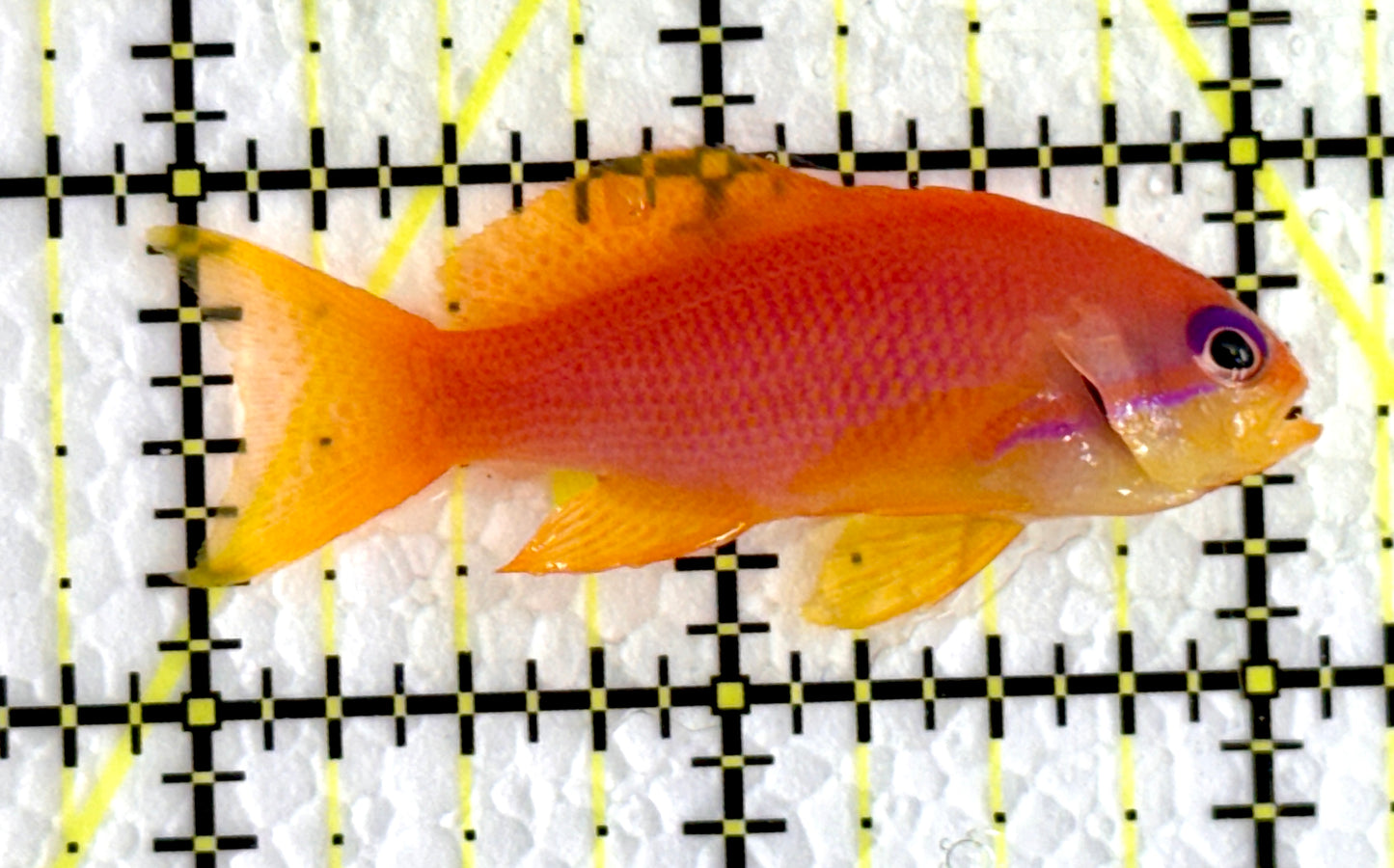 Female Lyretail Anthias (Maldives) FLA062203 WYSIWYG Size: M 2"