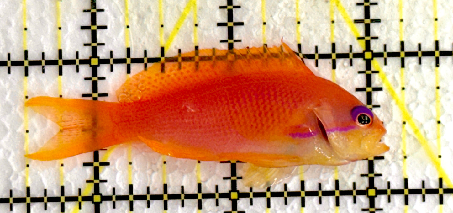 Female Lyretail Anthias (Maldives) FLA062204 WYSIWYG Size: M 2.5"