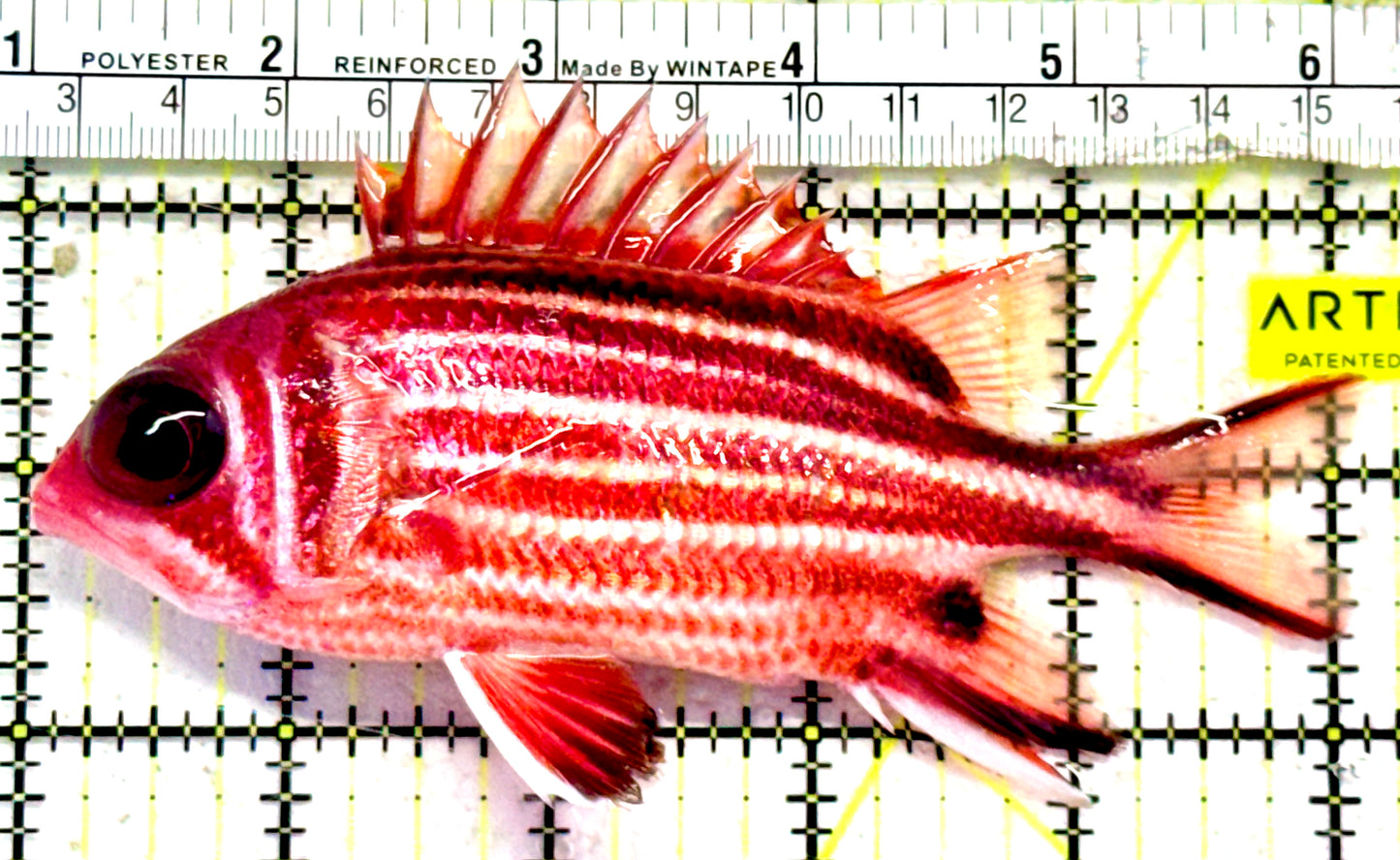 Striped Squirrelfish SS042601 WYSIWYG Size: L 5"