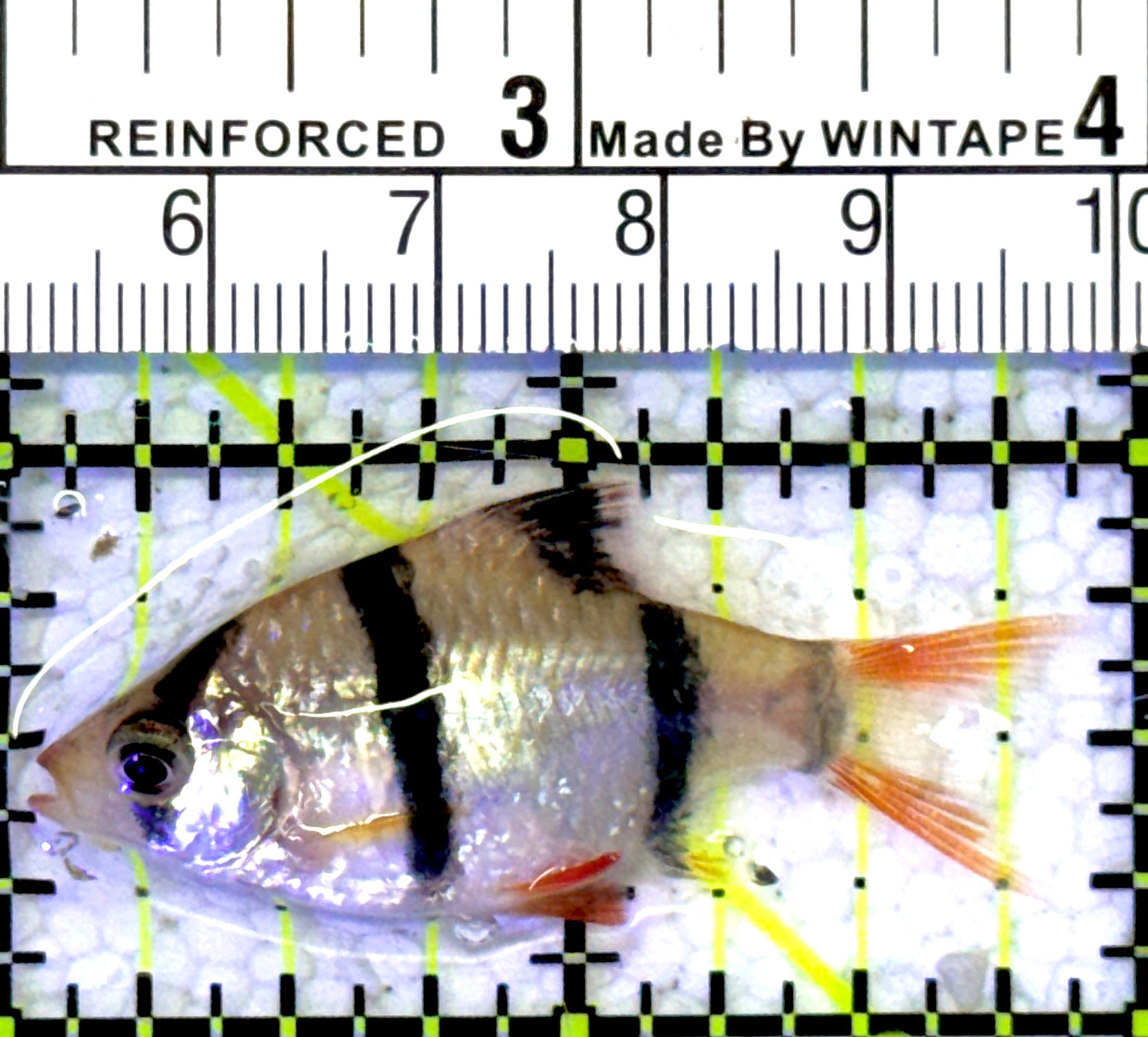 Tiger Barb TB060901 WYSIWYG Size: S 1.75" approx