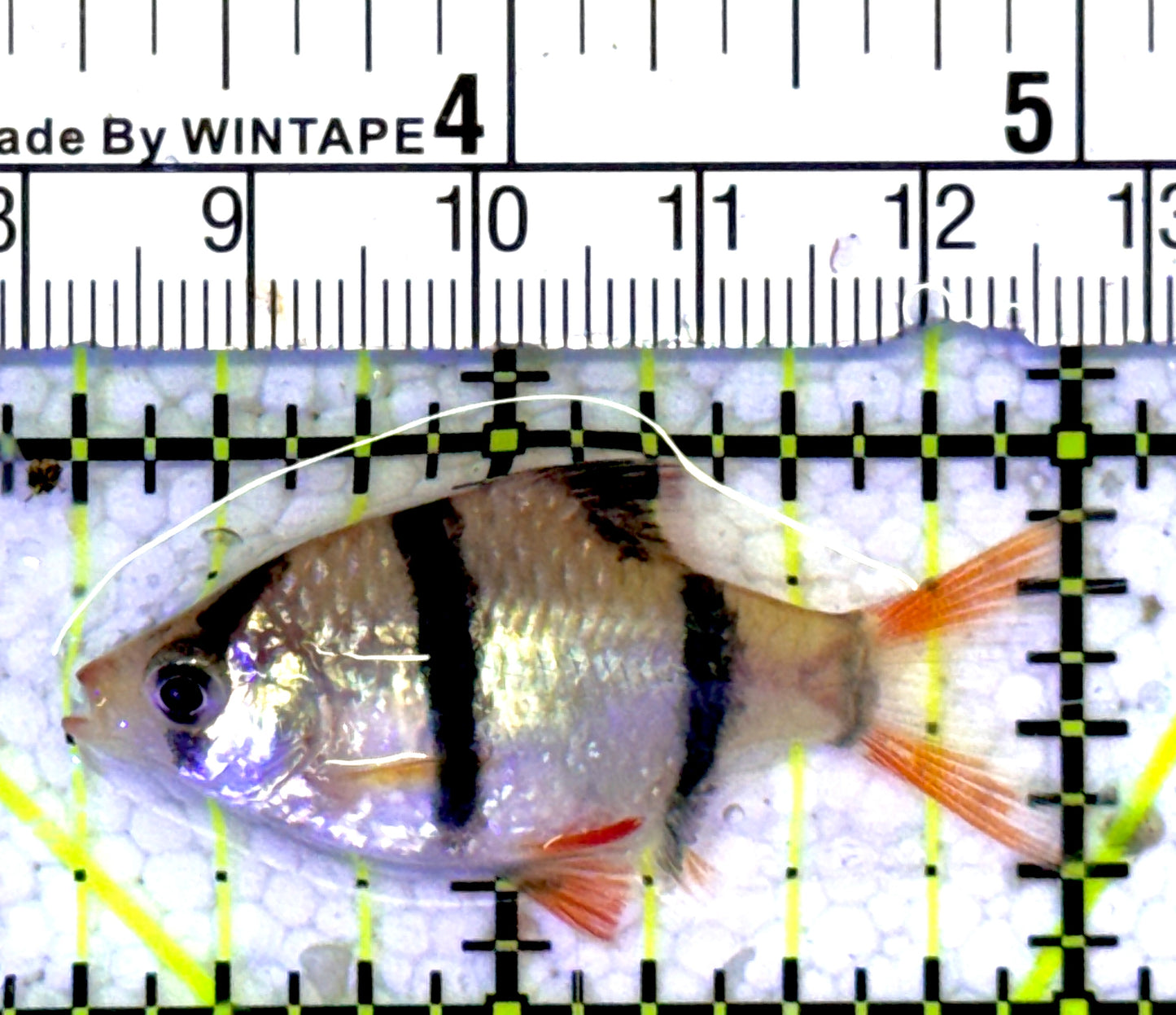 Tiger Barb TB060902 WYSIWYG Size: S 1.75" approx