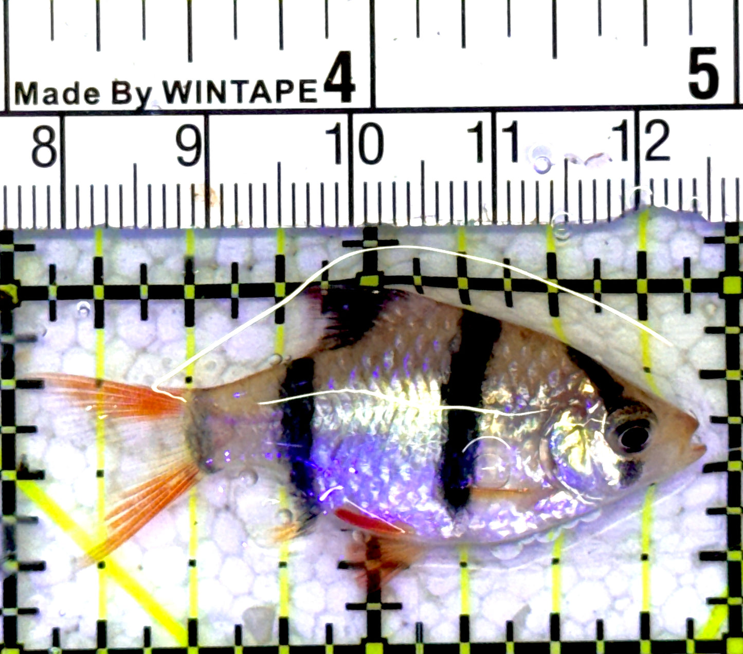 Tiger Barb TB060902 WYSIWYG Size: S 1.75" approx