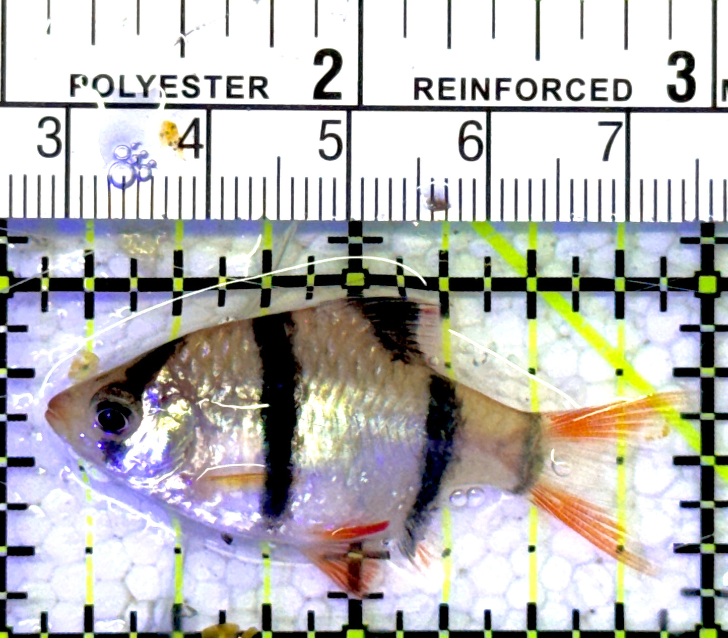 Tiger Barb TB060903 WYSIWYG Size: S 1.75" approx