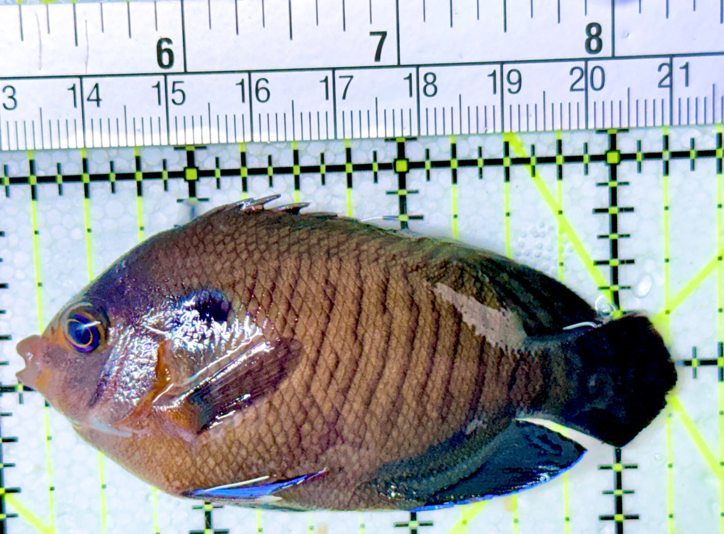 Blue Fin Angelfish BFA041301 WYSIWYG Size: L 3.25" (Maldives)