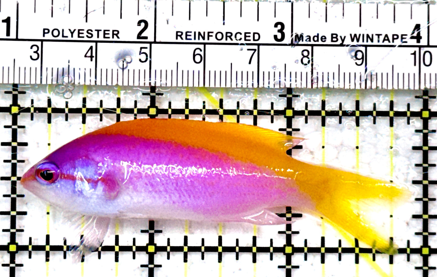 Evan's Anthias EA042601 WYSIWYG Size: L 3"