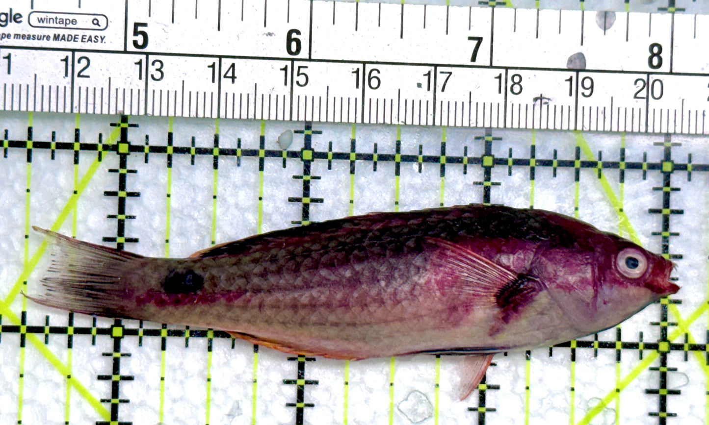 Exquisite Fairy Wrasse (Maldives Special Grade) EFW071901 WYSIWYG Size: L 3.5"