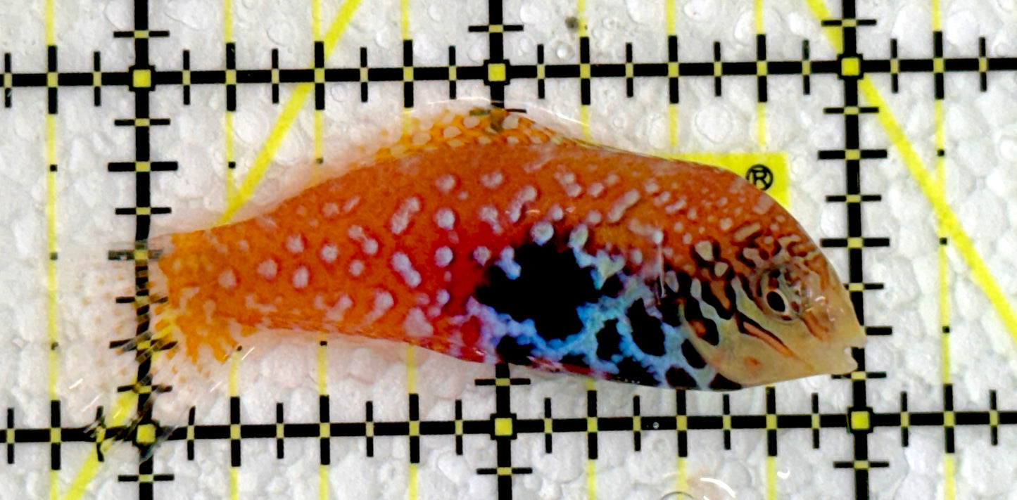 BlueStar Divided Leopard Wrasse Female BLW062205 WYSIWYG Size: L 2.25"