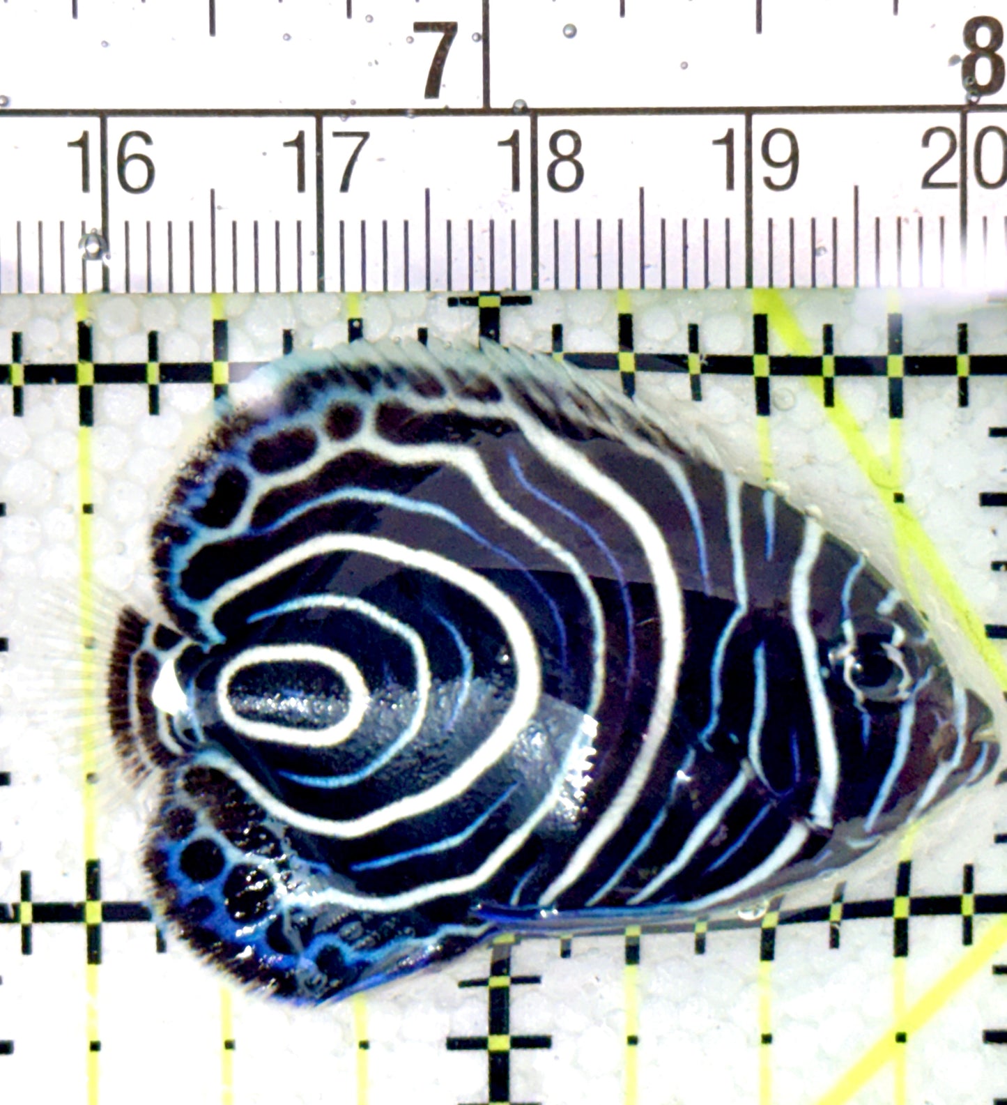 Emperor Angelfish Juvenile EAJ041401 WYSIWYG Size: M 2" approx