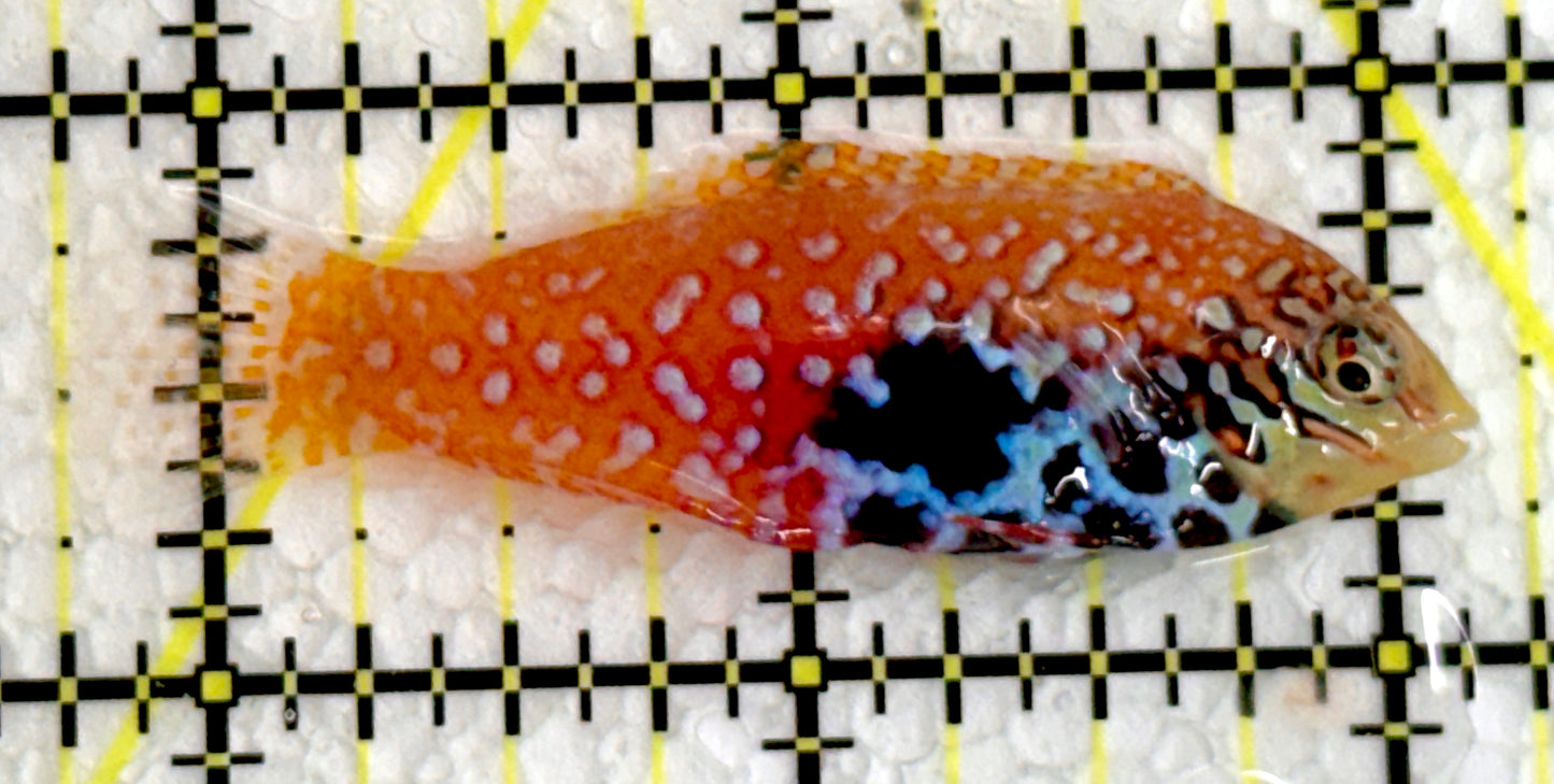 BlueStar Divided Leopard Wrasse Female BLW062205 WYSIWYG Size: L 2.25"