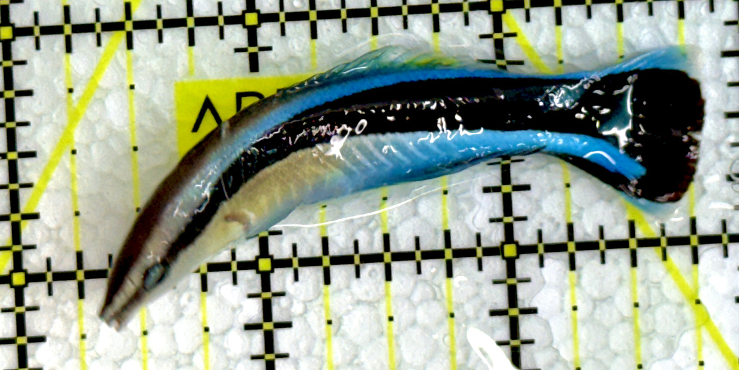 Blue Cleaner Wrasse BCW062202 WYSIWYG Size: XL 2.5"