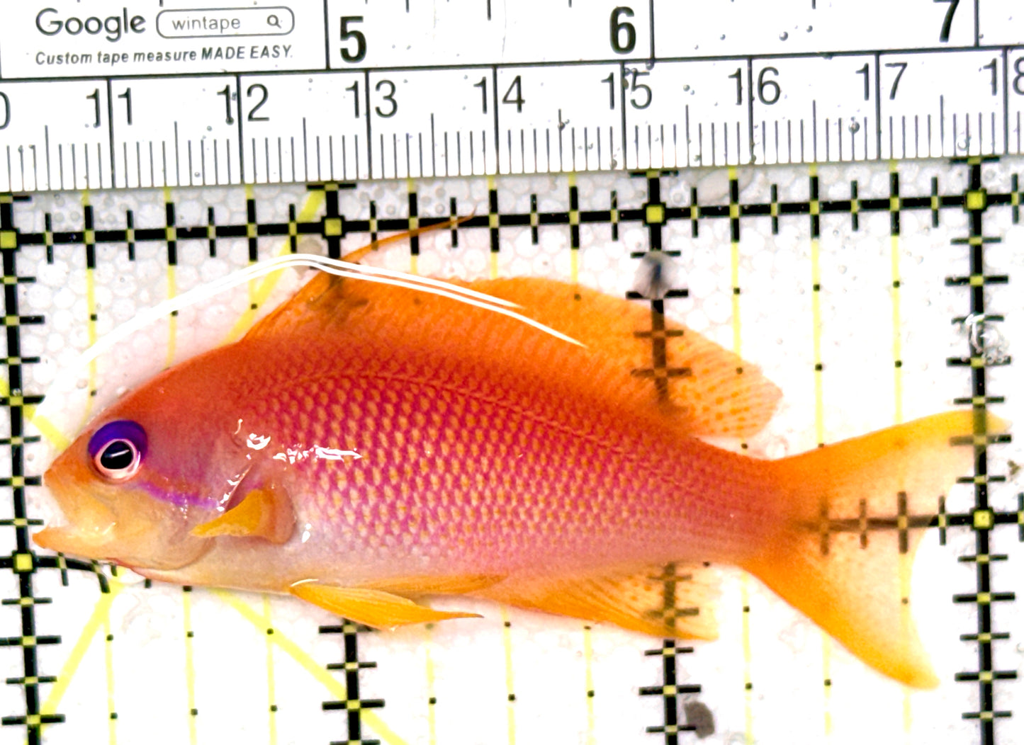 Female Lyretail Anthias (Maldives) FLA041401 WYSIWYG Size: SHOW XXL 3" approx
