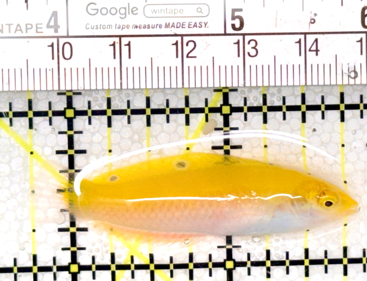 Yellow Purple Wrasse YPW041401 WYSIWYG Size: S 2" approx