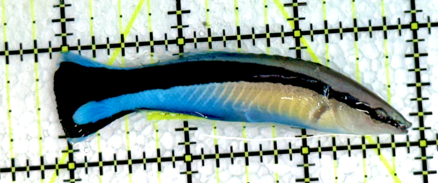 Blue Cleaner Wrasse BCW062203 WYSIWYG Size: XL 3"