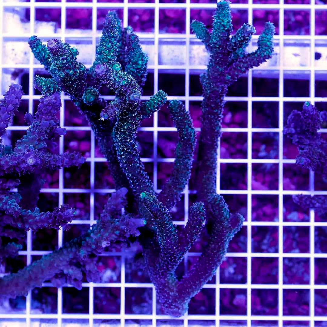 Australia Acropora Abrolhosensis Mother Colony AAAMC072202 WYSIWYG