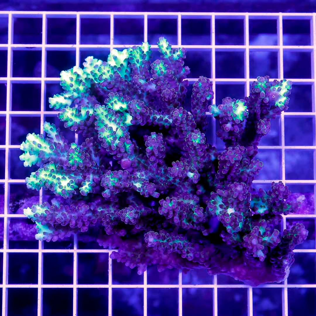 Ultra Hot Australian Acropora Mother Colony UHAAMC072201 WYSIWYG
