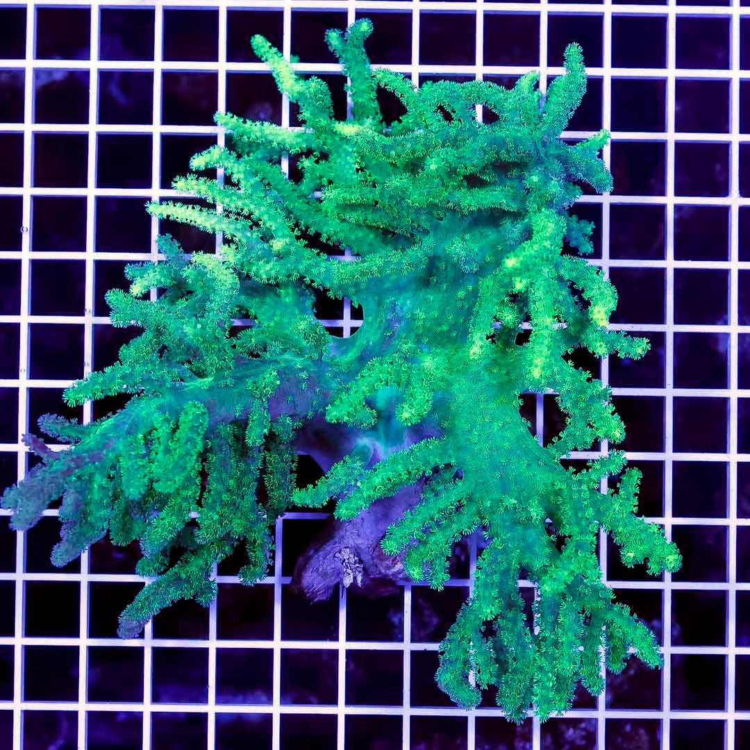 Ultra Aussie Green Sinularia Mother Colony UAGSMC072201 WYSIWYG