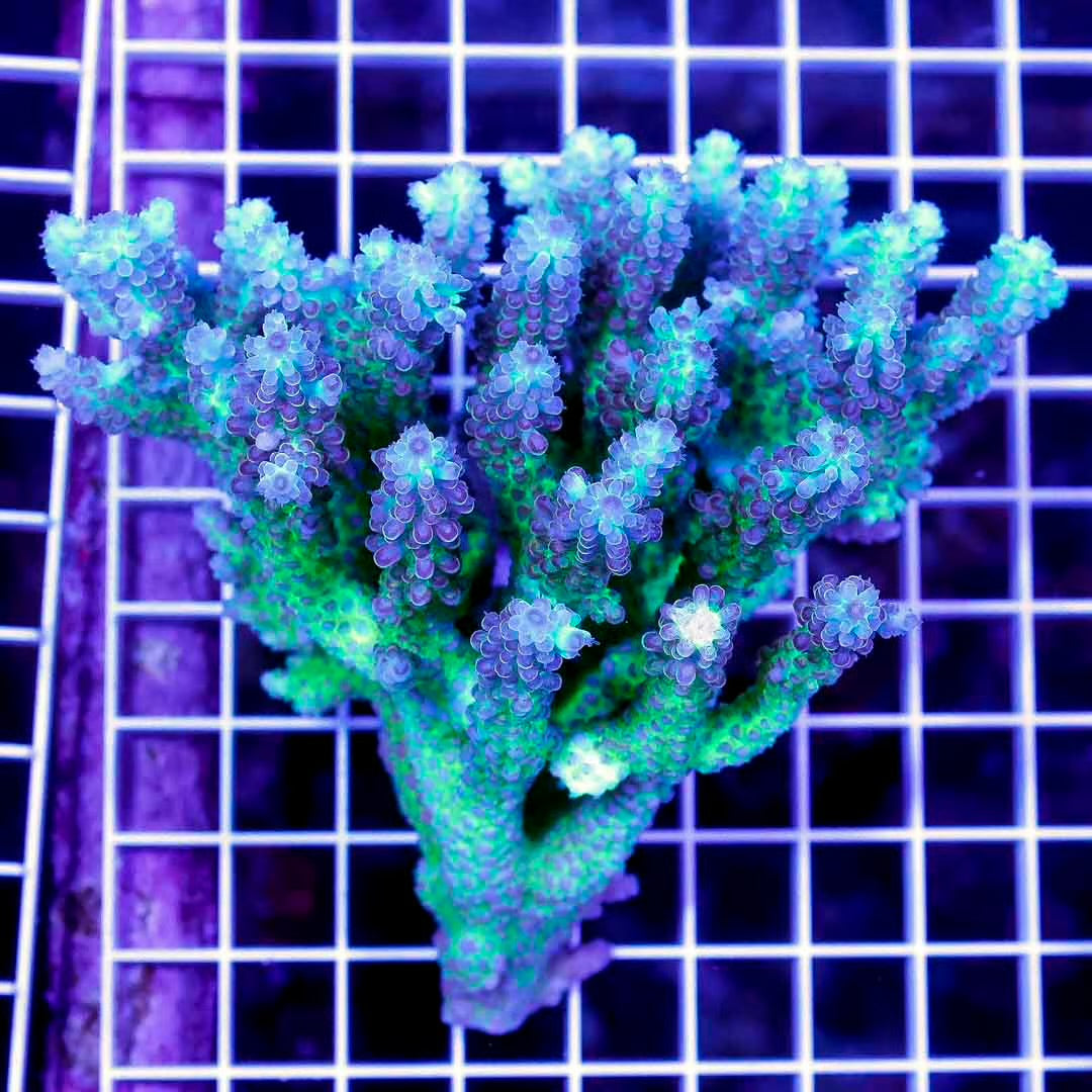 Ultra Hot Australian Acropora Mother Colony UHAAMC072202 WYSIWYG