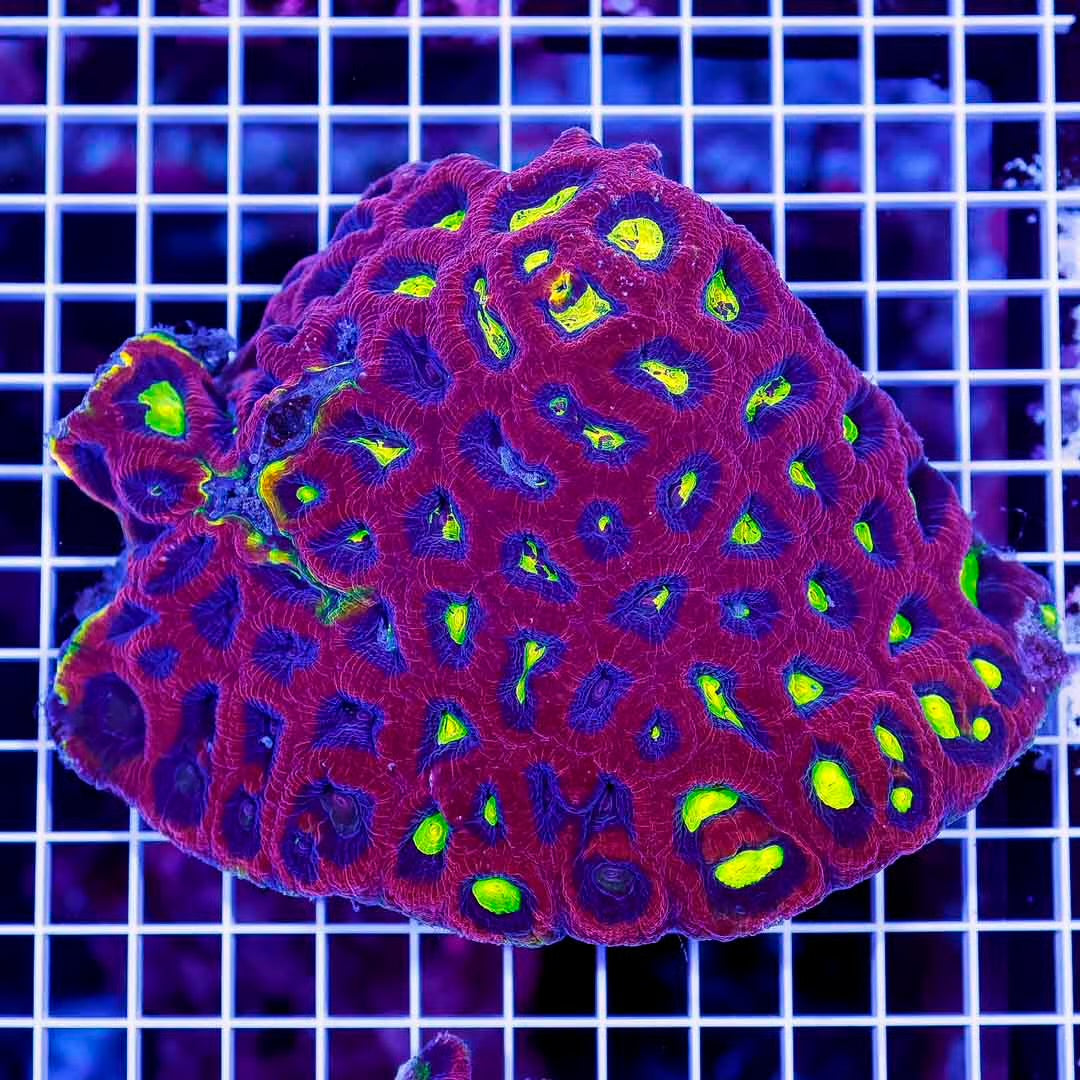 Ultra Aussie Prism Favia Mother Colony UAPFMC072201 WYSIWYG