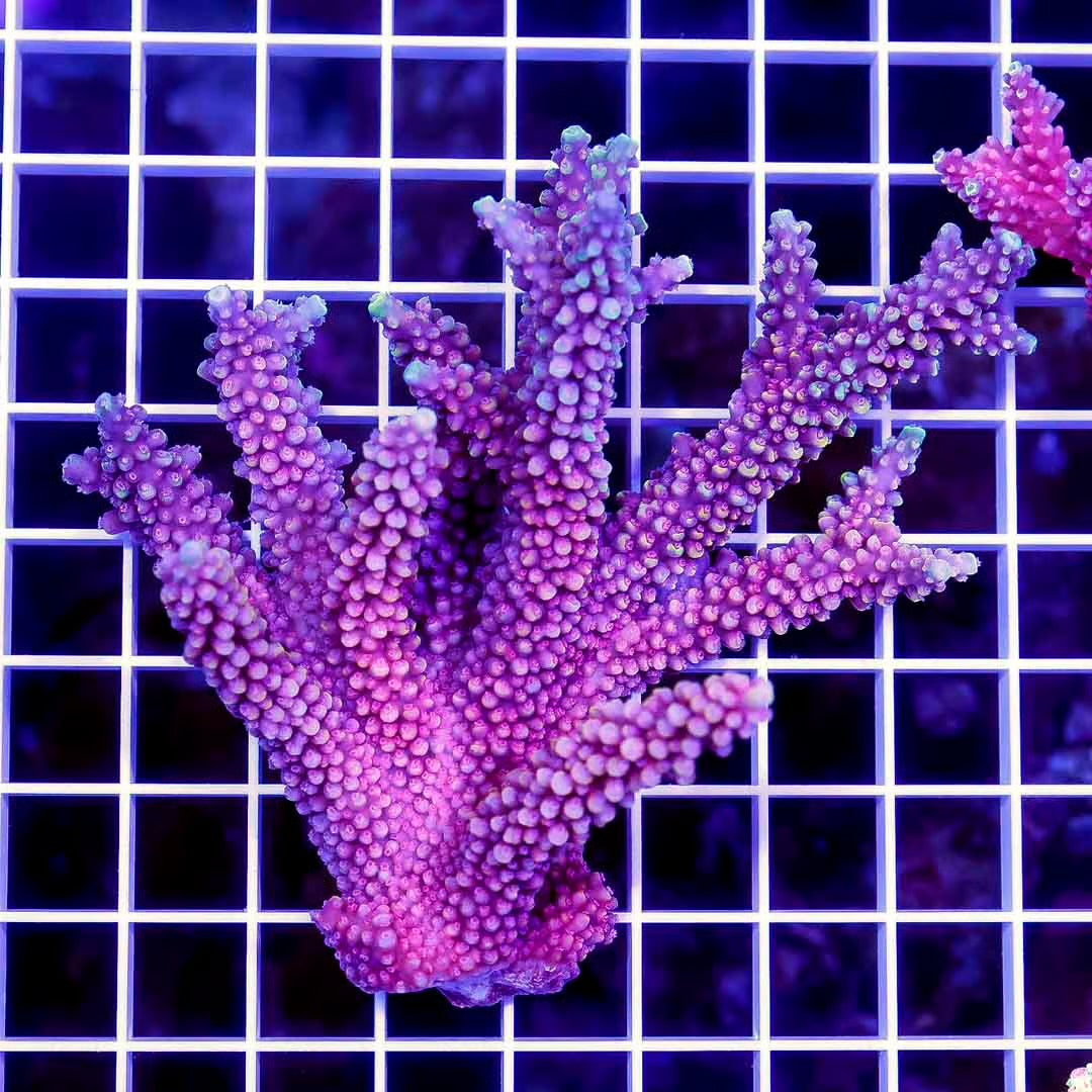 Ultra Hot Australian Acropora Mother Colony UHAAMC072204 WYSIWYG