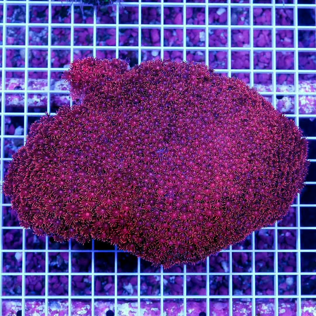Ultra Hot Red Australian Goniopora Size: L 1.5" to 2" Frag Approx.
