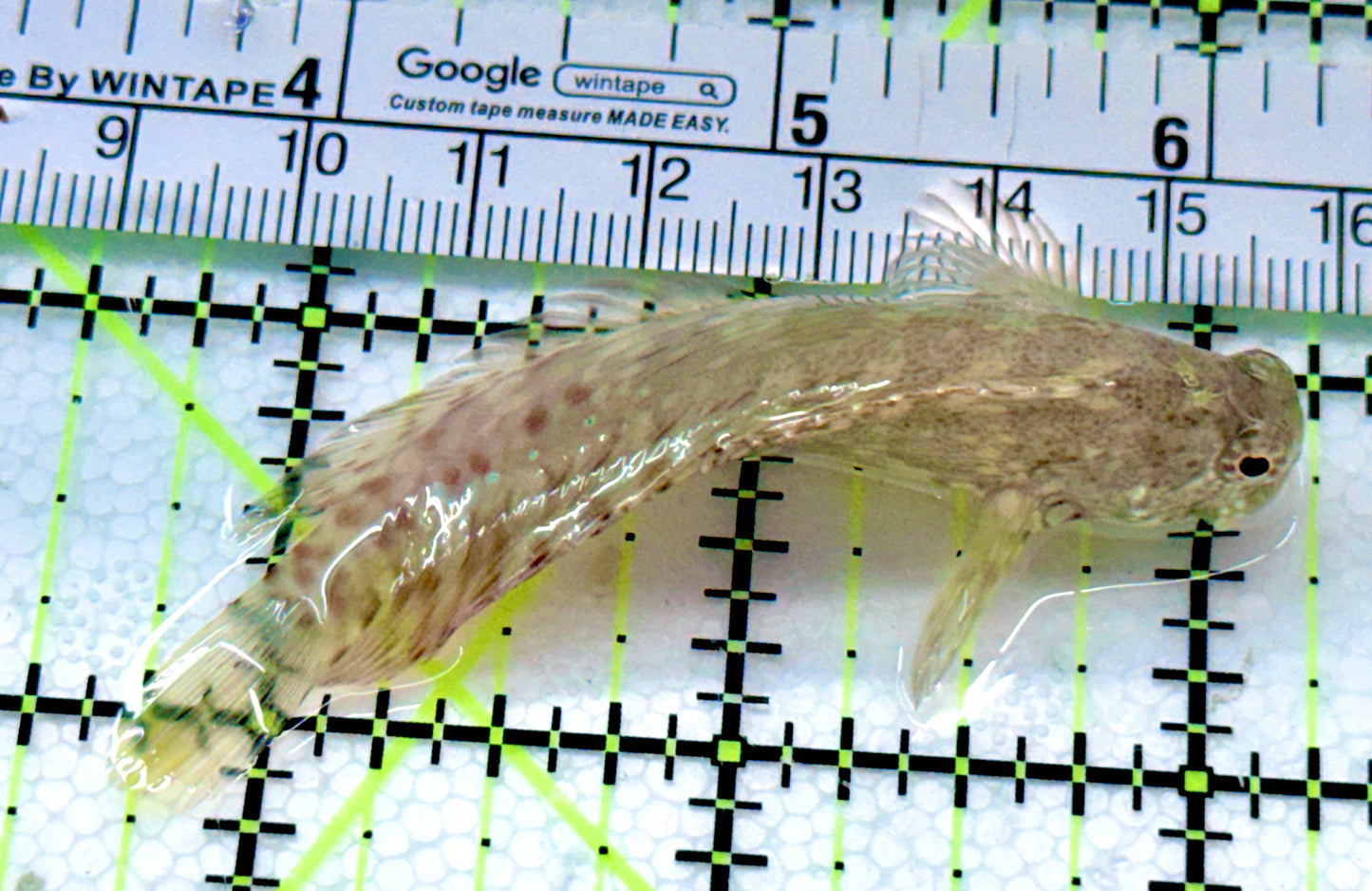 Lawnmower Blenny LB041201 WYSIWYG Size: XXL 2.75"