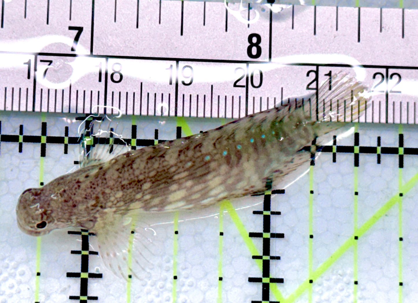 Lawnmower Blenny LB041202 WYSIWYG Size: L 2"