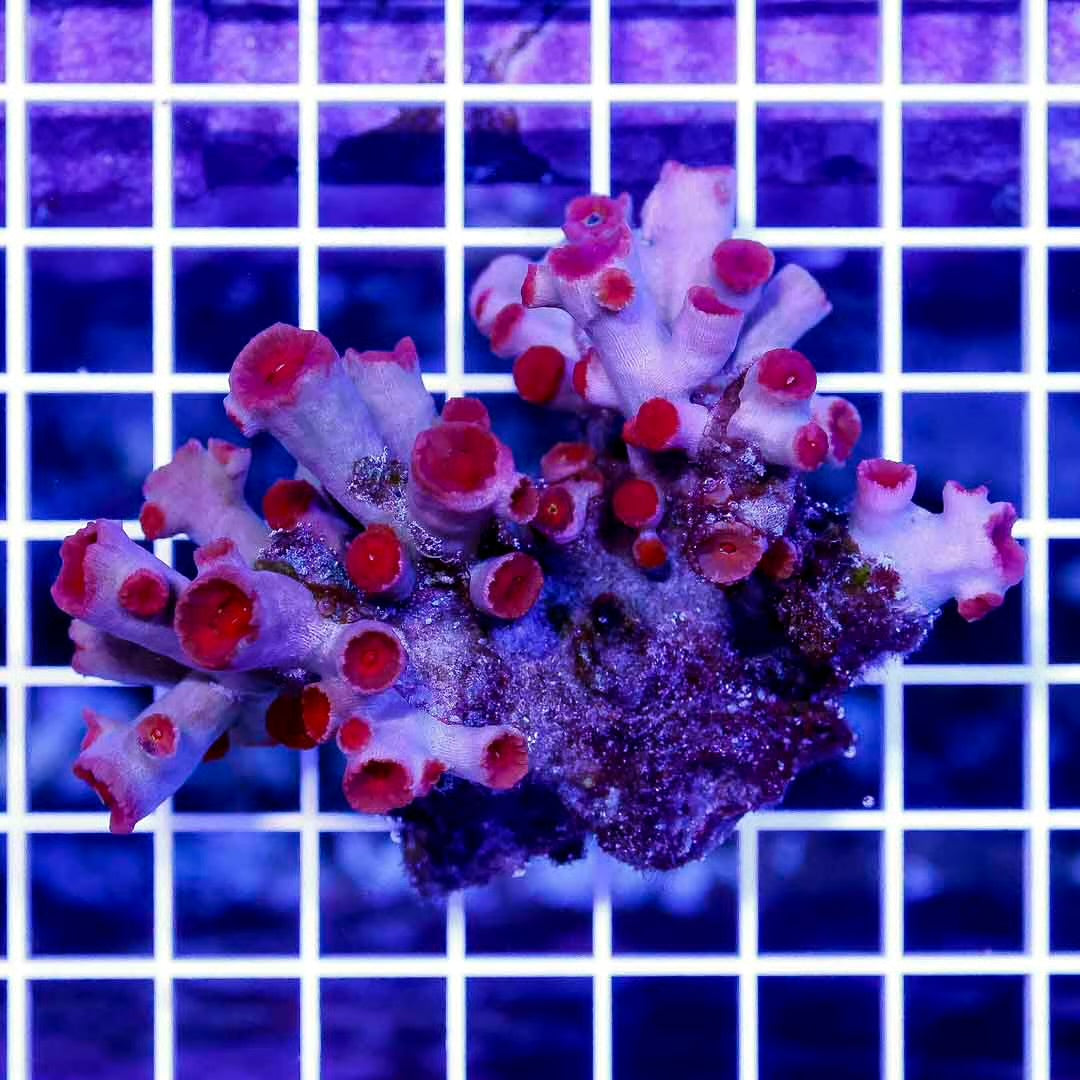 Neon Aussie Trachphyllia Mother Colony NATMC072201 WYSIWYG