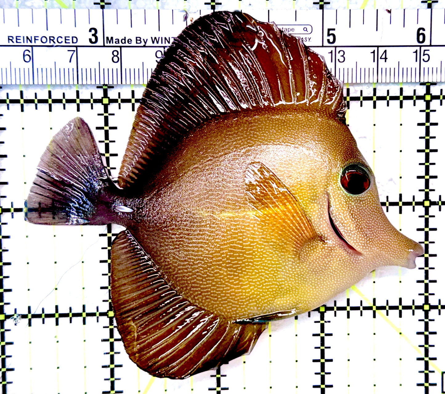 Scopas Tang ST041202 WYSIWYG Size: M 3.75"