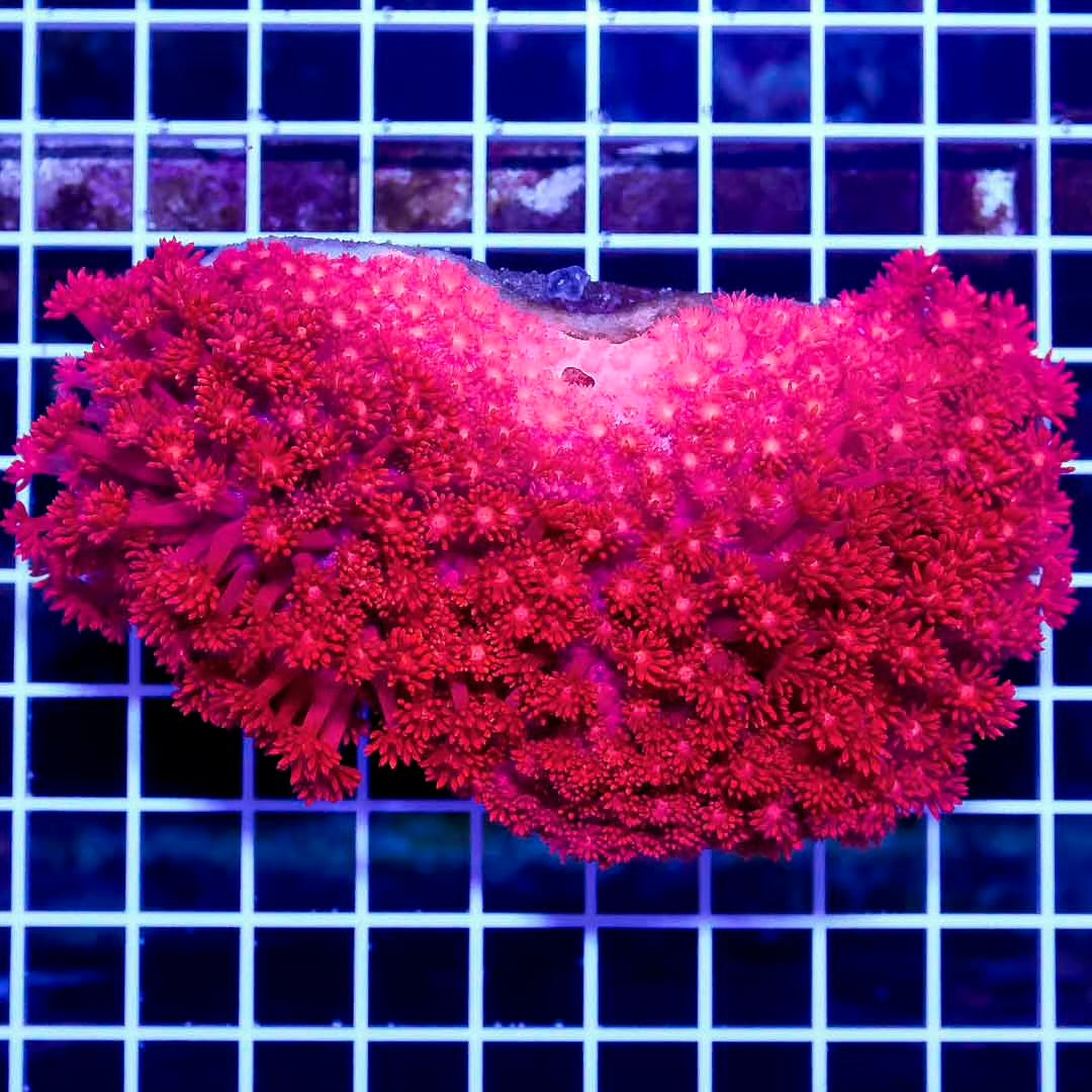 Aussie Ultra Red Goniopora Mother Colony AURGMC072801 WYSIWYG - Violet Aquarium