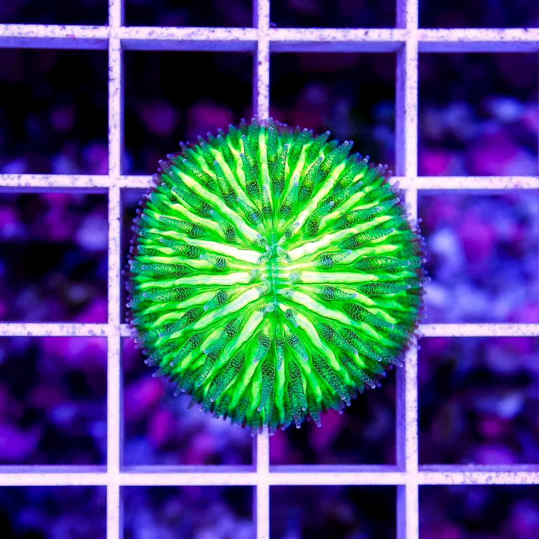 Aussie Neon Dome Fungia Mother Colony ANDFMC072801 WYSIWYG