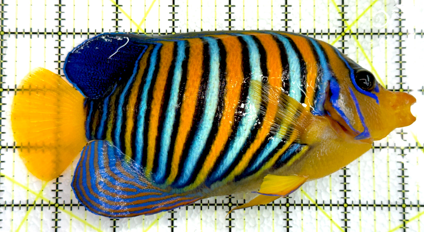 Regal Angelfish Yellow Belly Rare Maldives RAYBRM062302 WYSIWYG Size: XXXL/SHOW 7" approx
