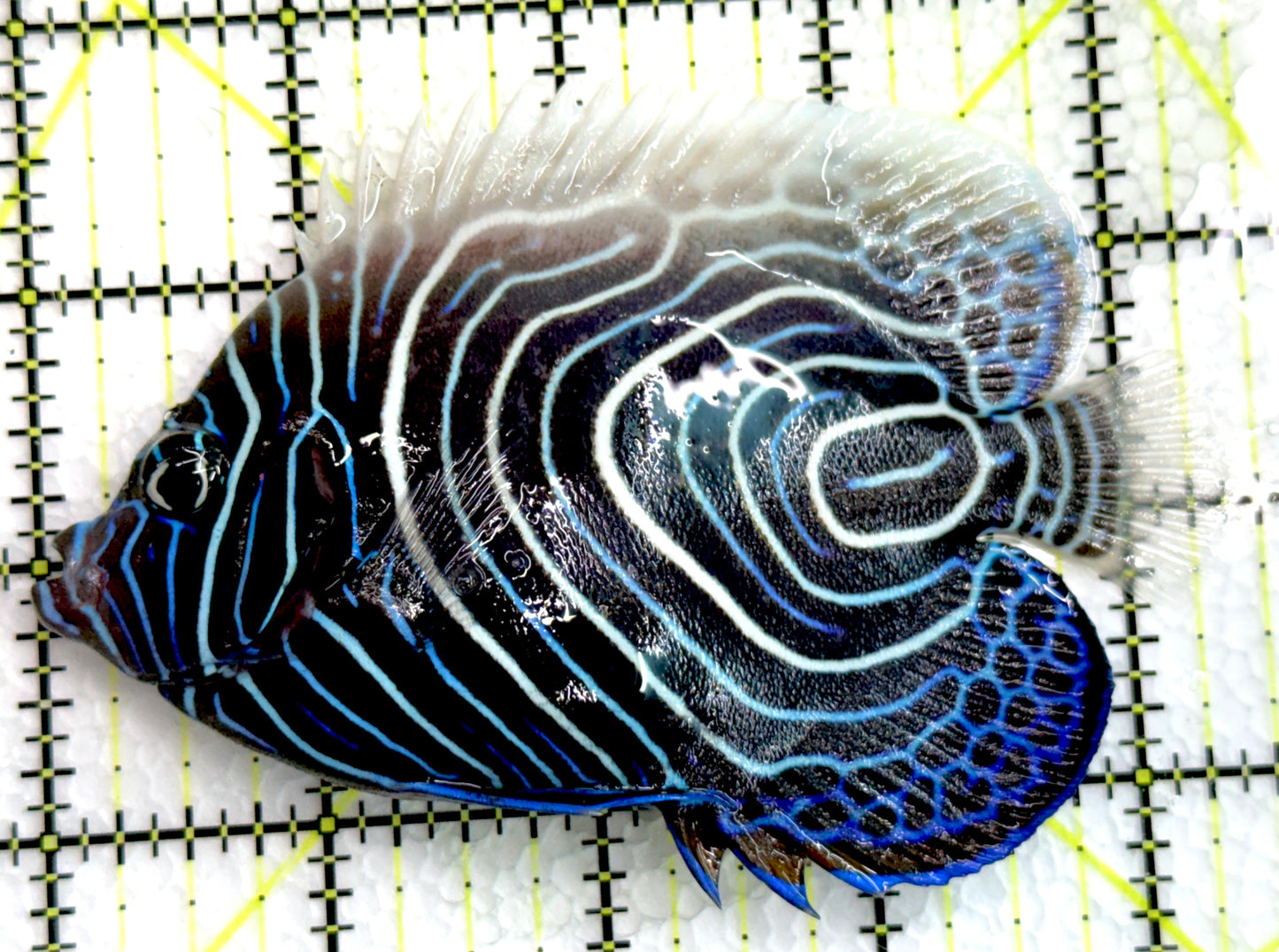 Emperor Angelfish Juvenile/(May be Transition) EAJ062501 WYSIWYG Size: XL 4.25" approx