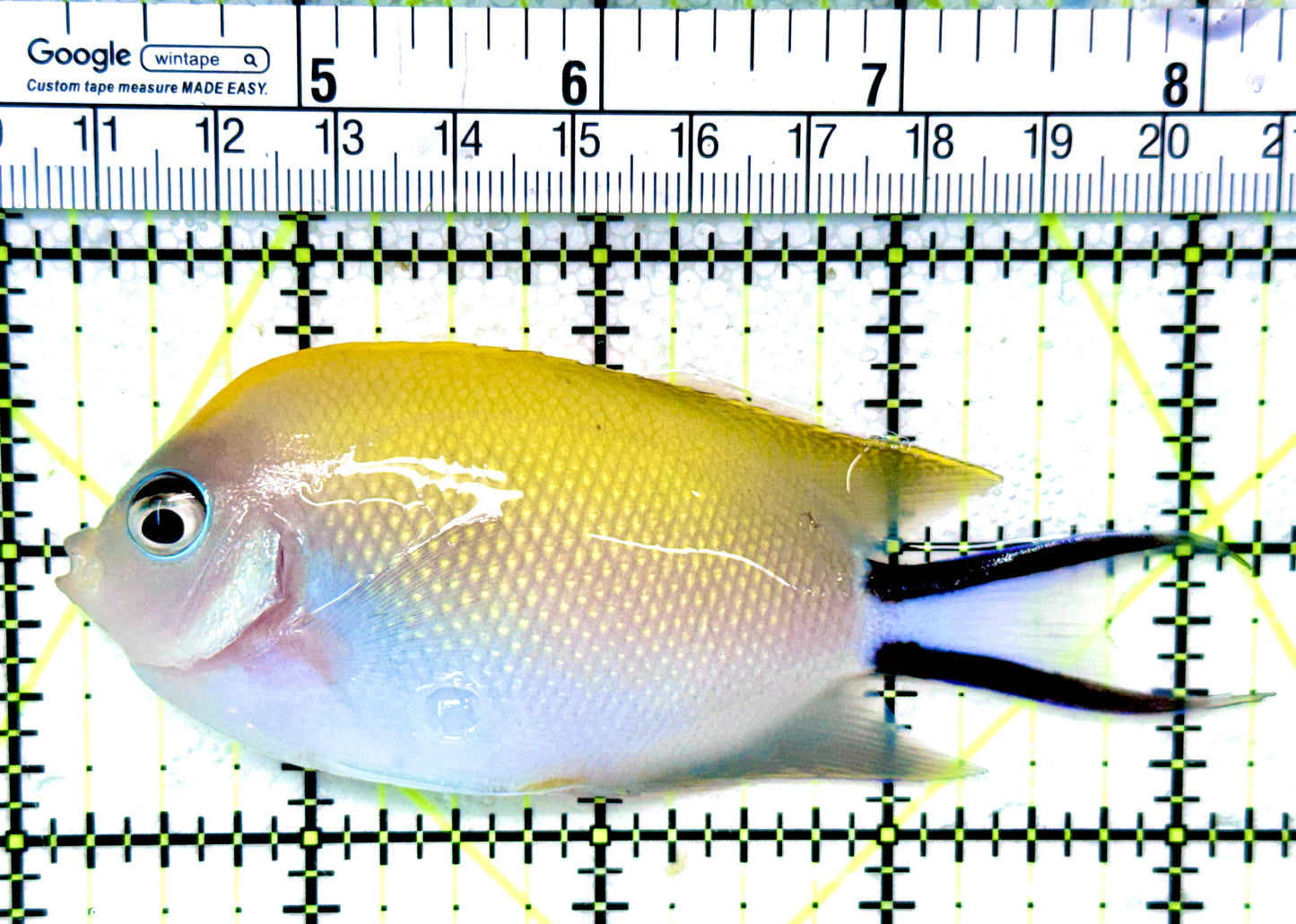 Swallowtail Angelfish Female (Reefsafe) SAF041201 WSYIWYG Size: XL 4.25"