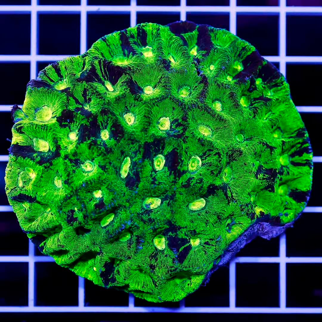 Aussie Toxic Goniastrea Mother Colony ATGMC072802 WYSIWYG