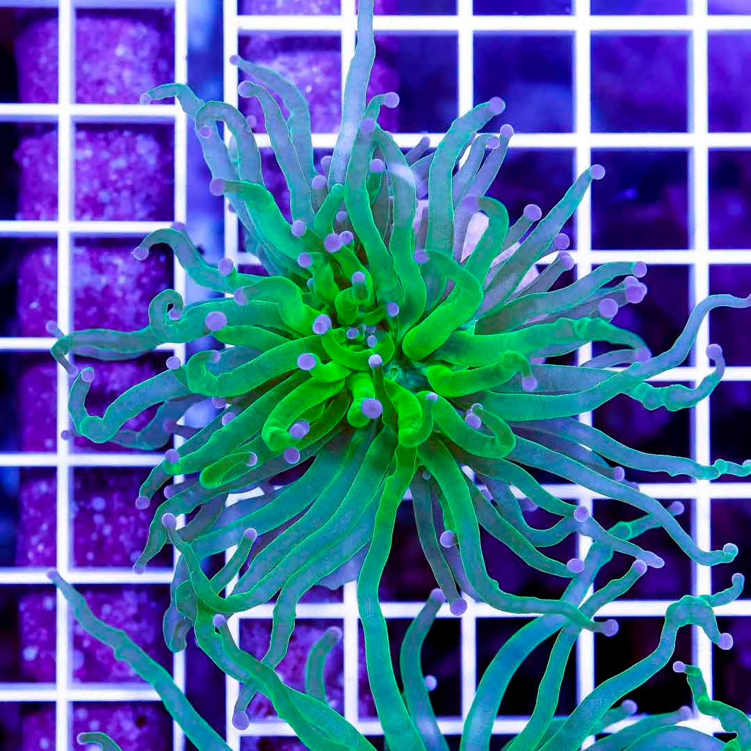 Indo Ultra Toxic Torch Mother Colony IUTTMC072801 WYSIWYG