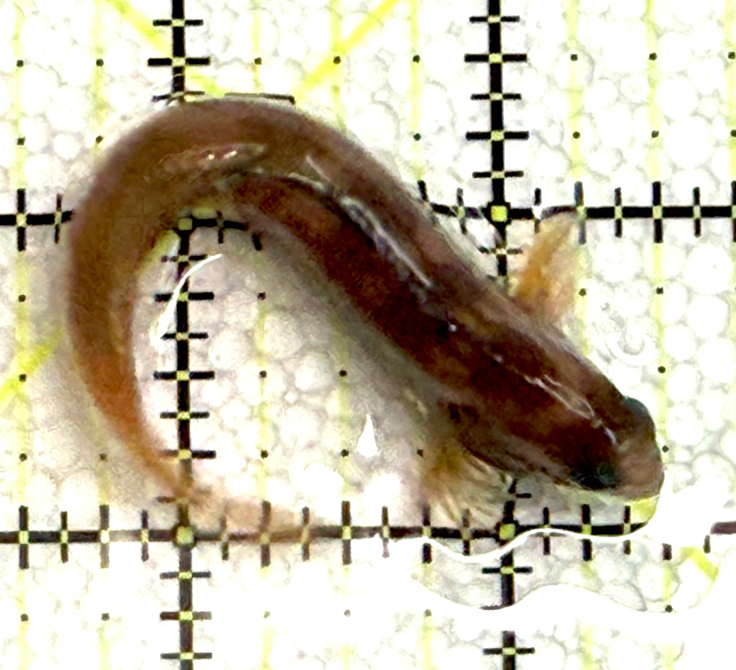 Golden Midas Blenny Africa GMBA062501 WYSIWYG Size: L 3" approx