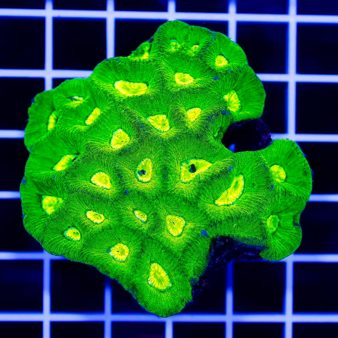 Neon Aussie Goniastrea Mother Colony NAGMC072201 WYSIWYG