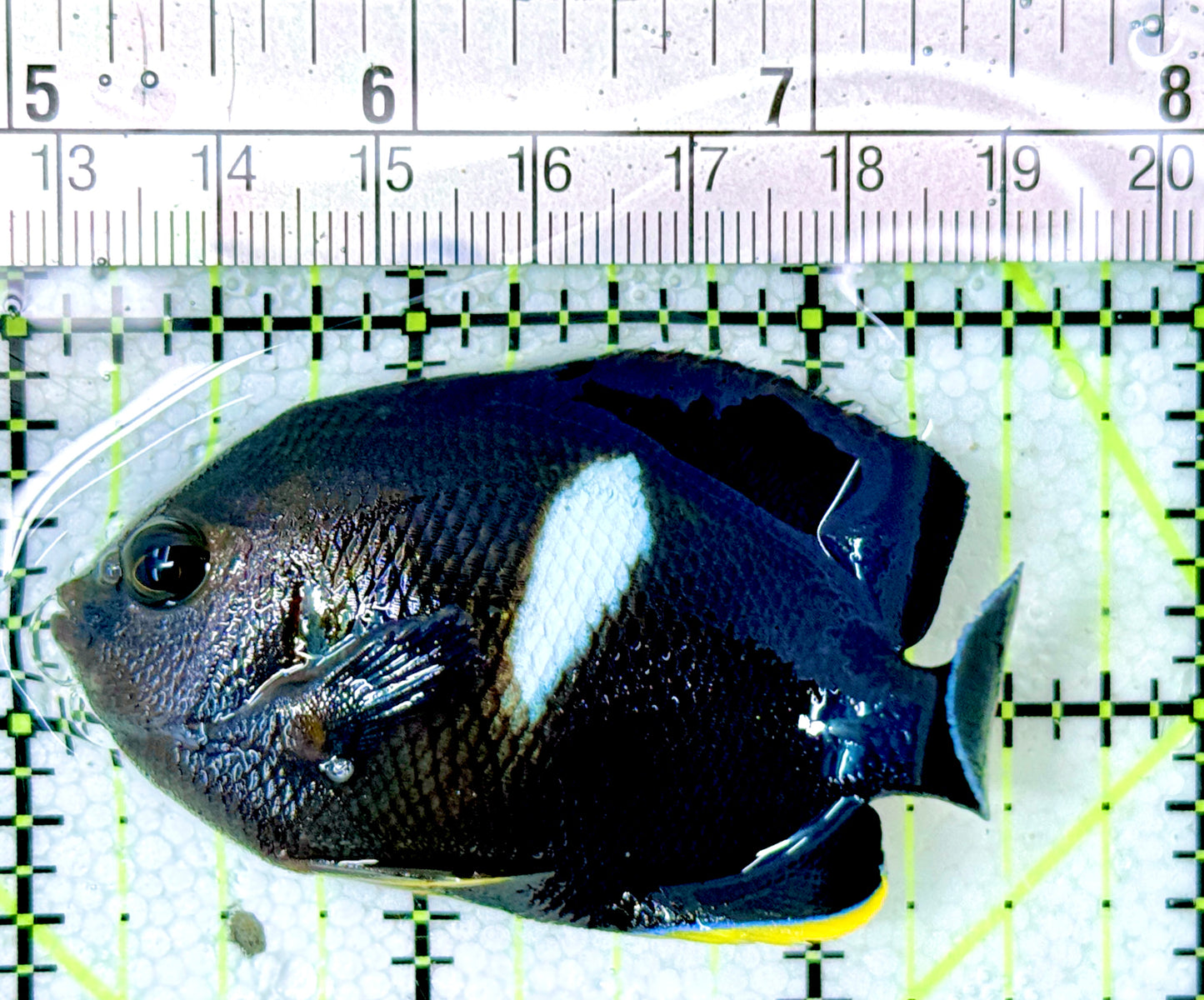 Keyhole Angelfish KA041201 WYSIWYG Size: L 2.75"