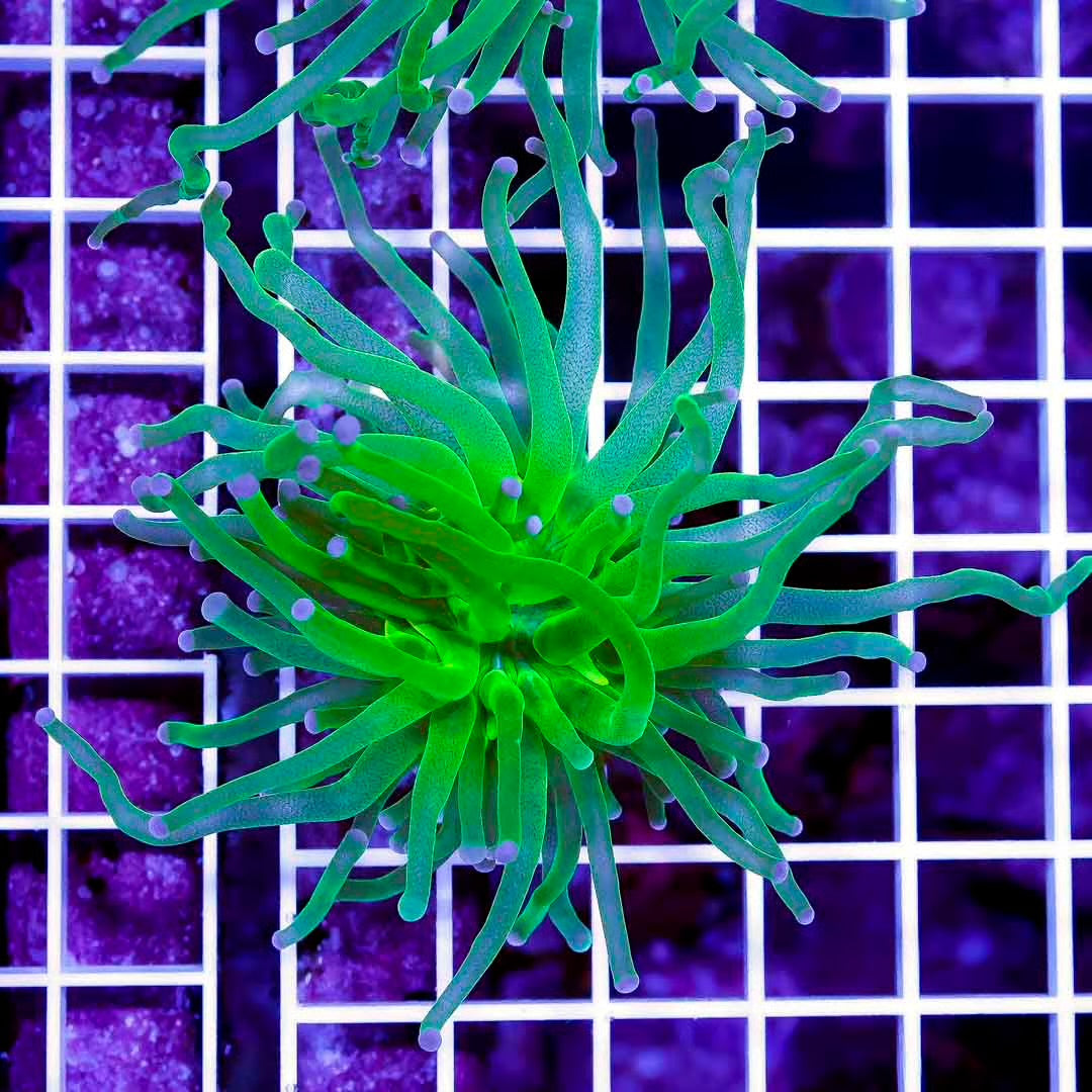 Indo Ultra Toxic Torch 1H Mother Colony IUTTMC072202 WYSIWYG