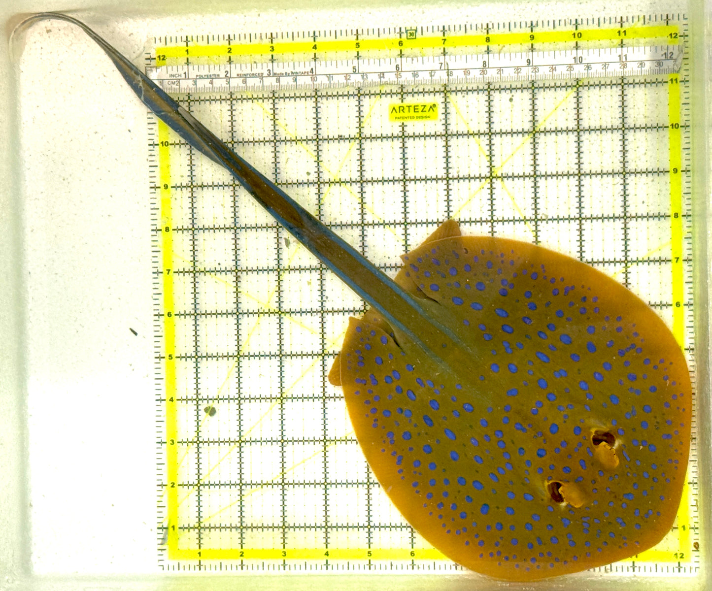 Blue Spotted Ribbon Tail Sting Ray (Circular Body Shape) BSRTSR062401 WYSIWYG Size: XL 16" to 18" approx Head to Tail Tip
