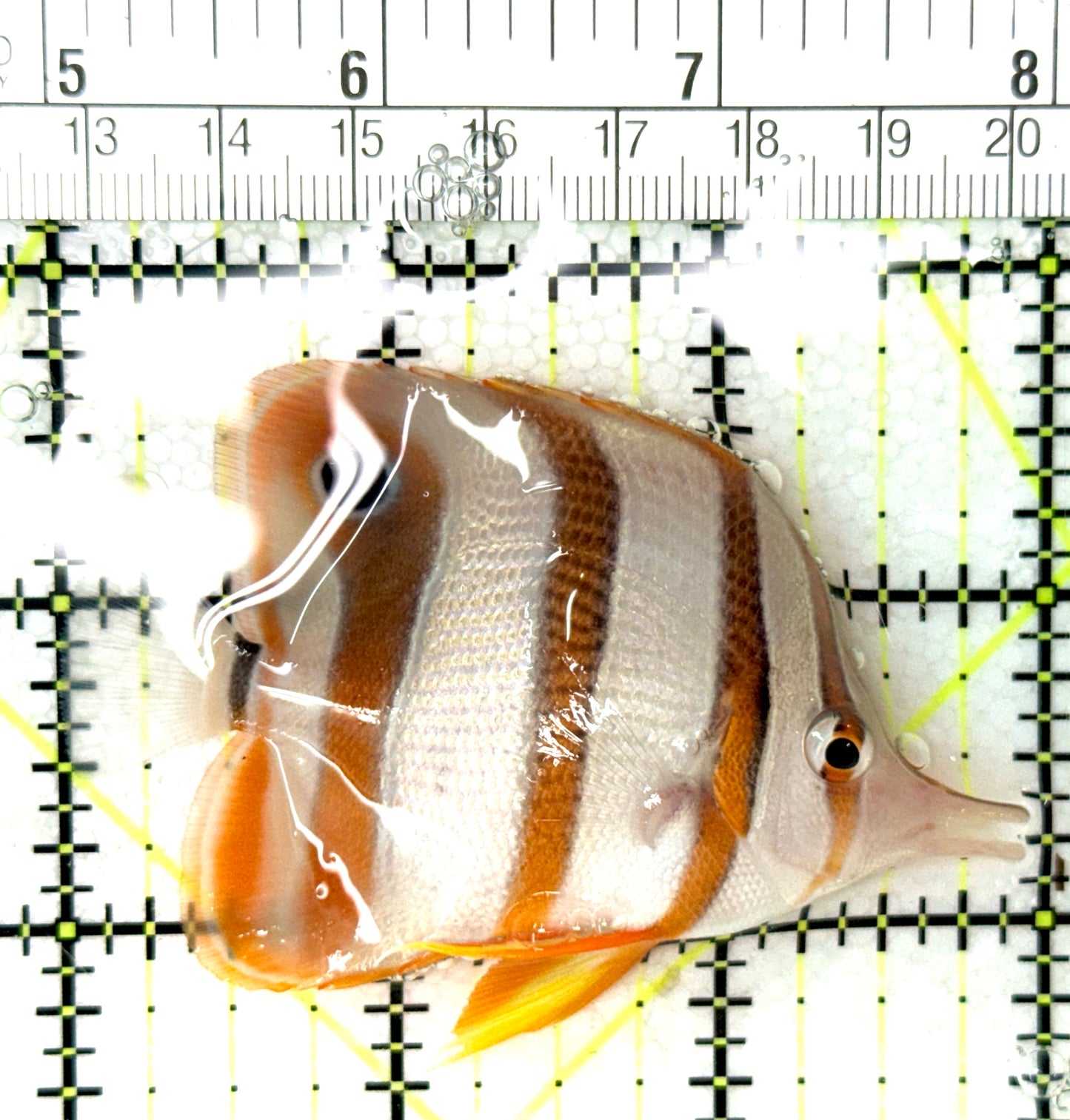 Copperband Butterflyfish CB041302 WYSIWYG Size: M 3" approx
