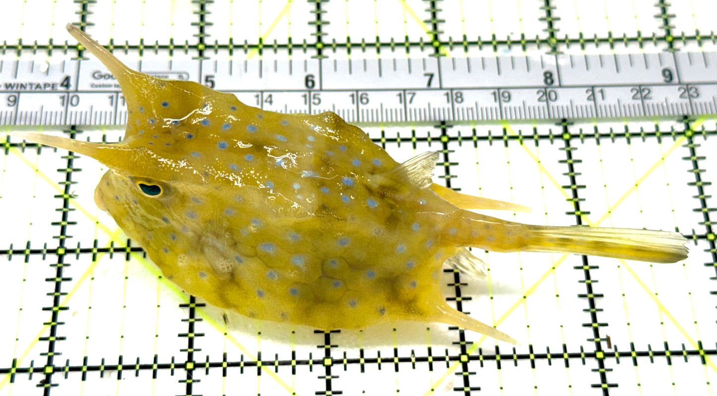 Longhorn Cowfish LC041302 WYSIWYG Size: XXL/SHOW 5.25" approx