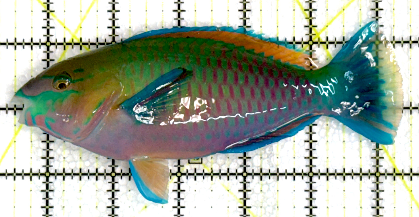 Princess Parrotfish PP062401 WYSIWYG Size: XL 5.75" approx