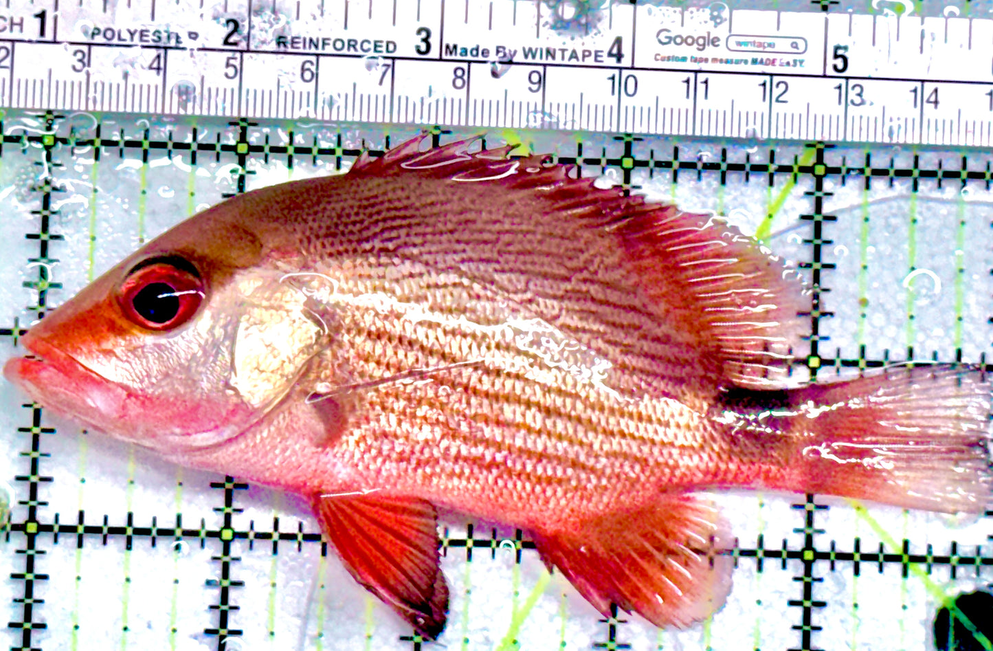 Malabar Red Snapper MRS052102 WYSIWYG Size: L 5" approx